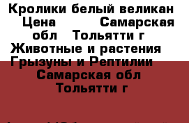 Кролики белый великан. › Цена ­ 400 - Самарская обл., Тольятти г. Животные и растения » Грызуны и Рептилии   . Самарская обл.,Тольятти г.